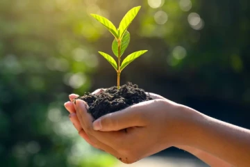 இந்த மரம் லாபத்தை கொட்டிக் கொடுக்குமாம்; நல்ல வருமானம் - அதுவும் குறுகிய காலத்தில்..