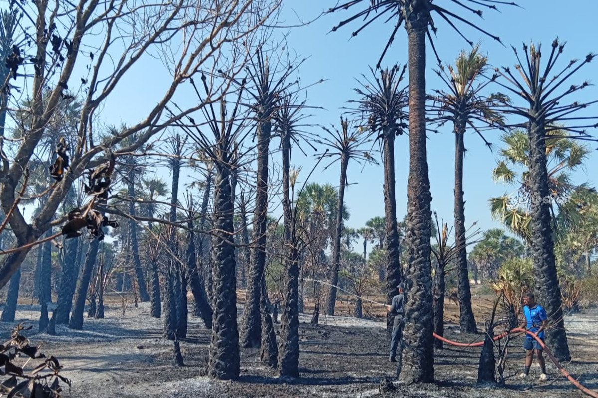 தலைமன்னாரில் பனை மரத் தோப்பில் தீ விபத்து | Fire Breaks Out In Palm Grove In Thalaimannar