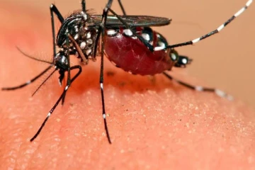 இந்தியாவில் பரவத்தொடங்கும் டெங்கு காய்ச்சல்: 10,000 பேருக்கு பாதிப்பு என தகவல்