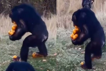 20 பழங்களை தூக்கி செல்லும் கரடி... பார்வையாளர்களை வயிறு குலுங்க சிரிக்க வைத்த வைரல் வீடியோ