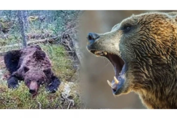 16 வயது சிறுவனை உயிருடன் உடலை கிழித்து கடித்து தின்ற கரடி - சைபீரியாவில் பயங்கரம்