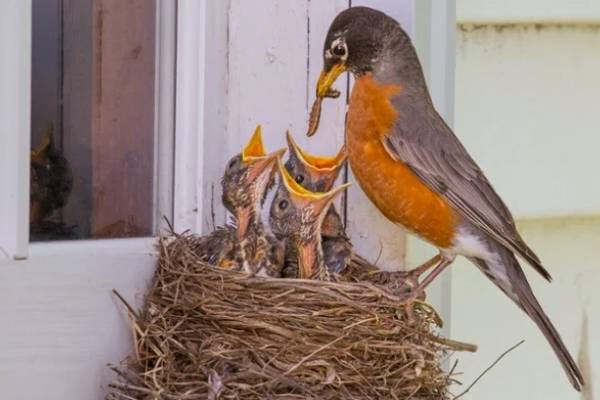 வீட்டு பால்கனியில் பறவை கூடு இருப்பது சுபமா? அசுபமா? | Vastu Shastra Bird Nest In Balcony Lucky Or Unluck