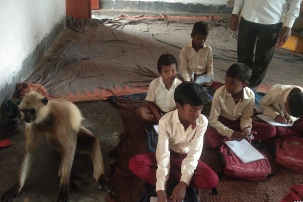 தினமும் குழந்தைகளுடன் வகுப்பறைக்கு செல்லும் குரங்கு! | A Monkey Who Goes To The Classroom With Children