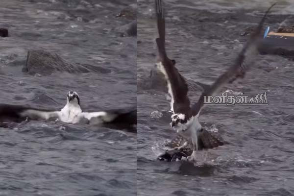 Viral Video: ஒரே முயற்சியில் சிக்கிய இரண்டு மீன்கள்... கழுகின் அசத்தலான காட்சி | Eagle Hunt Two Fish One Attempt