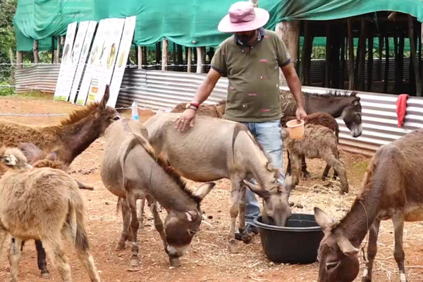 IT வேலையை தூக்கி வீசிட்டு கழுதை வளர்த்து லட்சாதிபதியான பட்டதாரி! ஒரு மாத சம்பளம் எவ்வளவு தெரியுமா? | Karnataka Man Starts Donkey