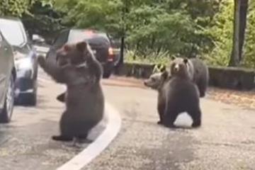 குடு குடுனு ஓடி வந்து ஹைபை கொடுத்த கரடி.... என்ன ஒரு ஆச்சரியம்!