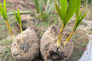தமிழர் பகுதியில் பலருக்கும் வியப்பை ஏற்படுத்திய தென்னம் பிள்ளை!