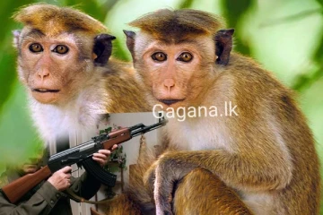 වෙඩිල්ල තිව්වෙ වඳුරට වැදුනේ ඇයට...