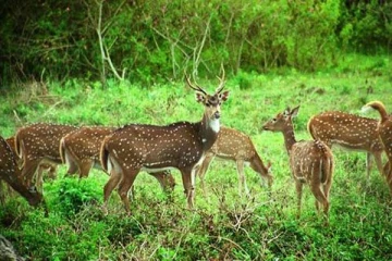 முதன்முறையாக மான்களுக்கு ஒமிக்ரான் தொற்று! பரவியது எப்படி?