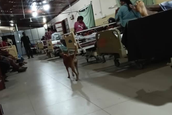 யாழ் வைத்தியசாலையில் பலரையும் வியக்க வைத்த ஐந்தறிவு ஜீவன் பாசம்! | Amazing Dog Love At Jaffna Hospital