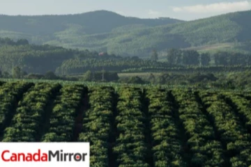 தென் ஆப்பிரிக்காவில் டன் கணக்கில் திருடுபோகும் பச்சை தங்கம்!