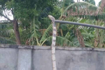 காரைக்காலில் கொண்டு வந்து விடப்பட்ட நாகபாம்பு: மீளவும் பிடிக்கப்பட்டது