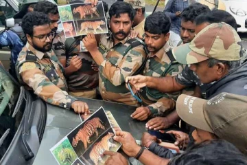 ஆட்கொல்லி புலி சுட்டுக்கொல்லப்படாது - வனத்துறை தகவல்