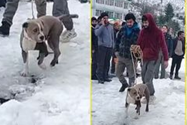 Viral Video: உயிரிழந்த உரிமையாளர்! 4 நாட்கள் நடுநடுங்கி நின்ற நாயின் பாசப்போராட்டம் | Dog Guards 4 Days For Owner Dead Body Viral Video: உயிரிழந்த உரிமையாளர்! 4 நாட்கள் நடுநடுங்கி நின்ற நாயின் பாசப்போராட்டம் | Dog Guards 4 Days For Owner Dead Body