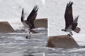 Viral Video: ஒரே முயற்சியில் கொத்தாக சிக்கிய மீன்கள்... கழுகின் அட்டகாசமான வேட்டை