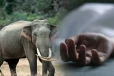 மாத்தளையில் காட்டு யானை தாக்தி பெண் ஒருவர் மரணம்