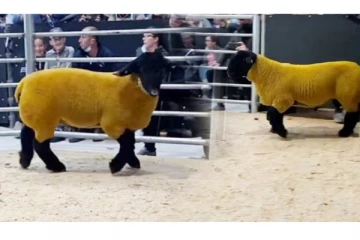 ஒரே ஆட்டுக்கடா ரூ.1 கோடிக்கு விற்பனை : காரணம் இதுதானாம்?