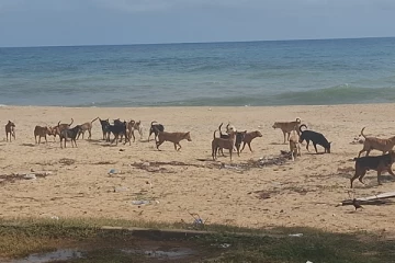 கிழக்கு மாகாணத்தின் முக்கிய சுற்றுலாத்தளத்தை ஆட்டிப்படைக்கும் நூற்றுக்கணக்கான கட்டாக்காலி நாய்கள்