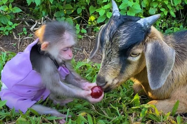 மனித குரங்கா இருக்குமோ...! திரைப்படங்களையும் மிஞ்சிய செயல்! மில்லியன் பேரை வாய்பிளக்க வைத்த காட்சி | Viral Monkey Video