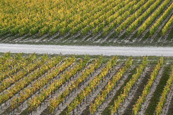 மேற்கத்திய நாடுகளின் தடைகளால் ரஷ்ய மக்களுக்கு ஏற்பட்டுள்ள புதிய நெருக்கடி | Russians Turn To Domestic Wines மேற்கத்திய நாடுகளின் தடைகளால் ரஷ்ய மக்களுக்கு ஏற்பட்டுள்ள புதிய நெருக்கடி | Russians Turn To Domestic Wines