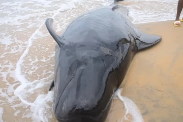 புத்தளத்தில் திடீரென கரையொதுங்கிய 12 திமிங்கலங்கள்(Photos)