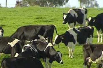 ගවයන් අතර පැතිර යන රෝගයක්..