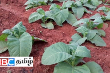 யாழ். தீவக மக்களின் வாழ்வாதாரத்திற்காக எடுக்கப்பட்ட நடவடிக்கை