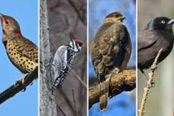 පක්ෂීන් මිලදී ගැනීමට සියයට 3000ක වැඩි මුදලක් වැය කරලා - කොප් කමිටුවේදි හෙළිවූ දේ..