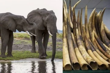 லண்டனை அடுத்து ஜேர்மனிக்கு கடும் மிரட்டல் விடுக்கும் தென் ஆப்பிரிக்க நாடொன்று