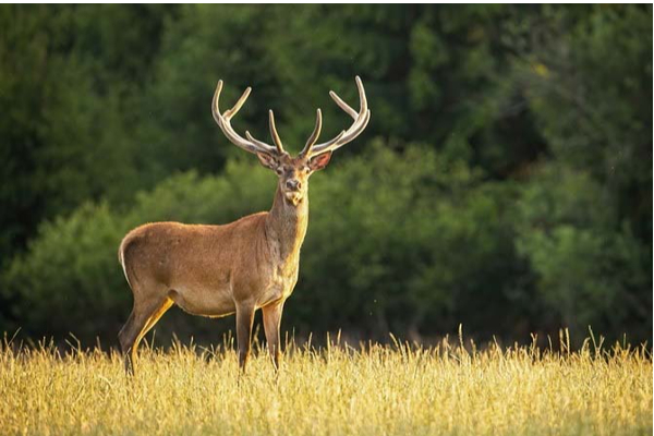 முதன்முறையாக மான்களுக்கு ஒமிக்ரான் தொற்று! பரவியது எப்படி? | Omicron Variant First Time Deer