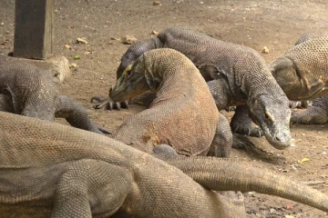 அழிந்துவிடும் அபாயத்தில் 30 சதவீத உயிரினங்கள்!