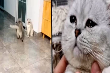 செமத்தையாக அடி வாங்கிய பூனை! கண்ணீர் மல்க சோகத்தை வெளிப்படுத்திய காட்சி