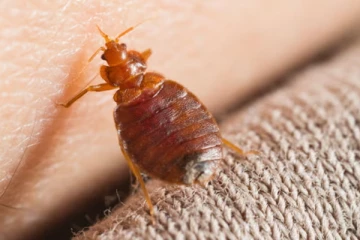 மூட்டைப்பூச்சி பிரச்சினையை பயன்படுத்தி பிரான்சில் ஒரு மோசடி