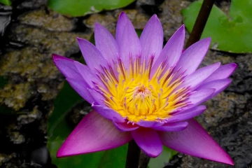 ජාතික පුෂ්පය ළඟදීම වෙනස් වන ලකුණු. මානෙල් ගැටලුව විසඳන්න විශේෂඥ කමිටුවක්.