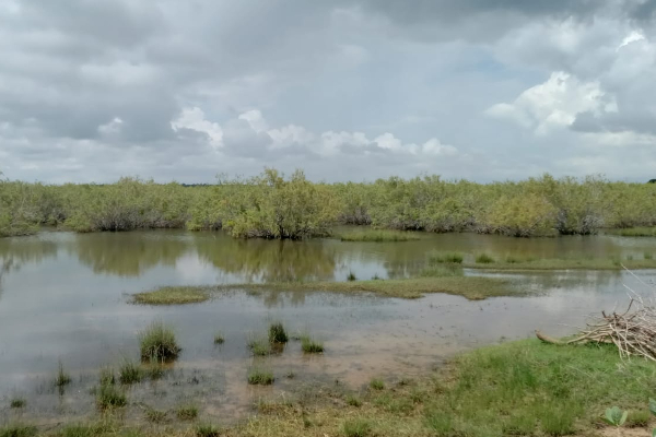 பச்சைப்புல்மோட்டை மாவீரர் துயிலும் இல்லத்தில் மறக்கப்பட்ட மாவீரர் நாள் நிகழ்வுகள் (படங்கள்) | Forgotten Ltte Leaders Pachipulmottai