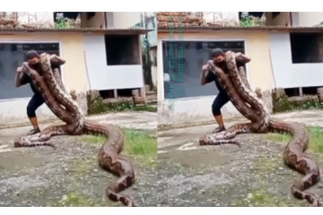 2 ராட்சத மலைப்பாம்பை தோளில் சுமந்து நடனமாடிய நபர் - வைரலாகும் அதிர்ச்சி வீடியோ