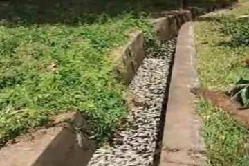 முல்லைத்தீவில் உள்ள குளத்தில் கொத்துக் கொத்தாக இறந்து கிடக்கும் உயிரினங்கள்!