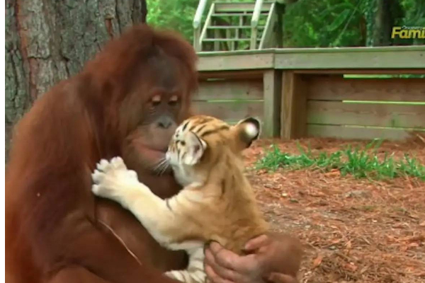 புலிக்குட்டிகளுக்கு புட்டி பால் கொடுத்து தாயன்பை காட்டிய குரங்கு - பலரையும் நெகிழ வைத்த காட்சி! | Monkey Shows Motherhood By Feeding Milk To Tiger