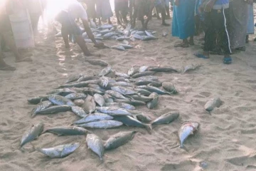 கல்முனை   கடற்கரைகளில் குவிந்த பாரிய மீன்கள்!