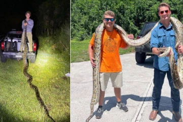 19 அடி நீளமுடைய மலைப்பாம்பை பிடித்த வீரர்