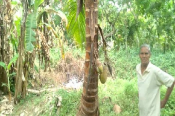 அனுராதபுரத்தில் அதிசயமான தென்னை மரம்