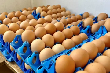 முட்டை கையிருப்பில் திடீர் தட்டுப்பாடு