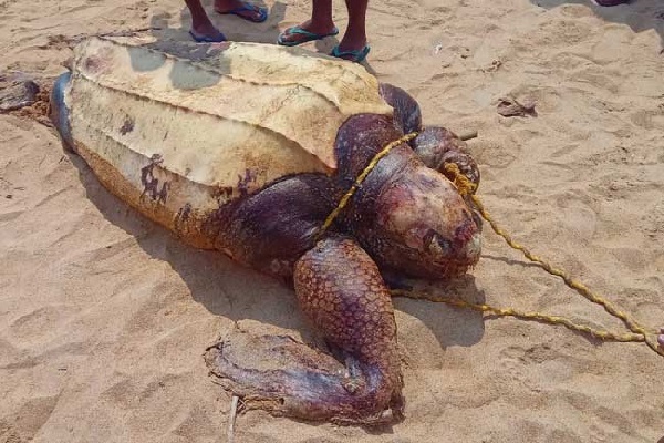 கொழும்பில் கரை ஒதுங்கியது உலகின் மிகப்பெரிய ஆமை | The World S Largest Turtle In Colombo