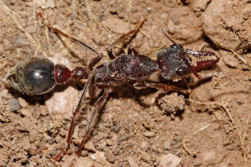 ஒரு எறும்பு உங்கள் உயிரை எடுக்கும்: ஆச்சரியமாக இருந்தாலும் இது தான் உண்மை!