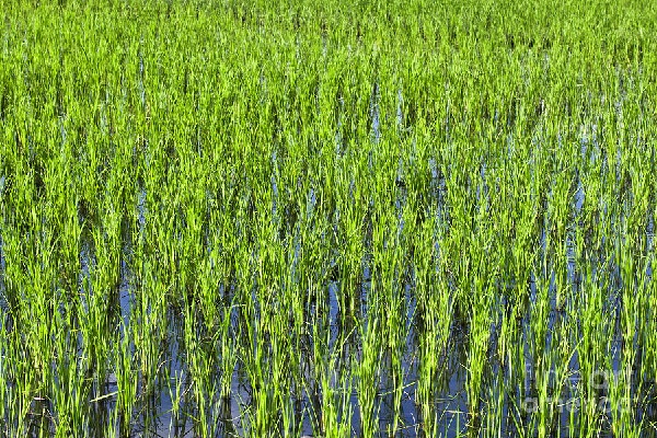 தண்ணீரில்லை - நெற்பயிருக்கு தீ வைத்த விவசாயி | Waterless A Farmer Set Fire To His Paddy Field
