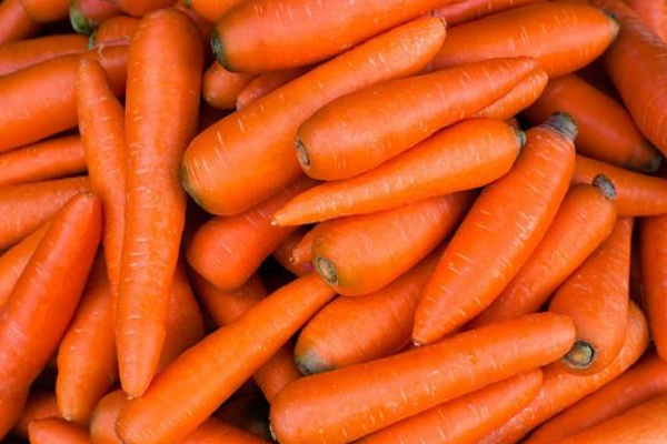 இலங்கையில் கரட்டின் விலையில் ஏற்பட்டுள்ள திடீர் மாற்றம்! | The Price Of Carrot In Sri Lanka Is Very Low