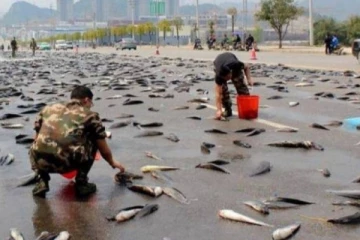 அமெரிக்காவில் வானிலிருந்து கொட்டிய ‘மீன் மழை’  -  அரண்டு போன மக்கள்