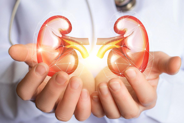 சிறுநீரக பிரச்சனை உள்ளவரா நீங்கள்? அப்போ இந்த காய்கறிகளை எடுத்துக்காதீங்க | Kidney Disease Patient Avoid These Vegetable சிறுநீரக பிரச்சனை உள்ளவரா நீங்கள்? அப்போ இந்த காய்கறிகளை எடுத்துக்காதீங்க | Kidney Disease Patient Avoid These Vegetable