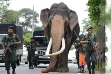 නැදුන්ගමුවේ රාජා" යළි උපදින හැටි මෙන්න..ඇහේ කඳුළු බිංදුවකුත් තියෙන රාජා ඇතා සිහිවෙයි..