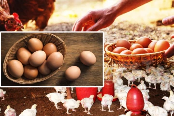 கோழி இறைச்சி - முட்டை விலைகள் அதிகரிப்பு